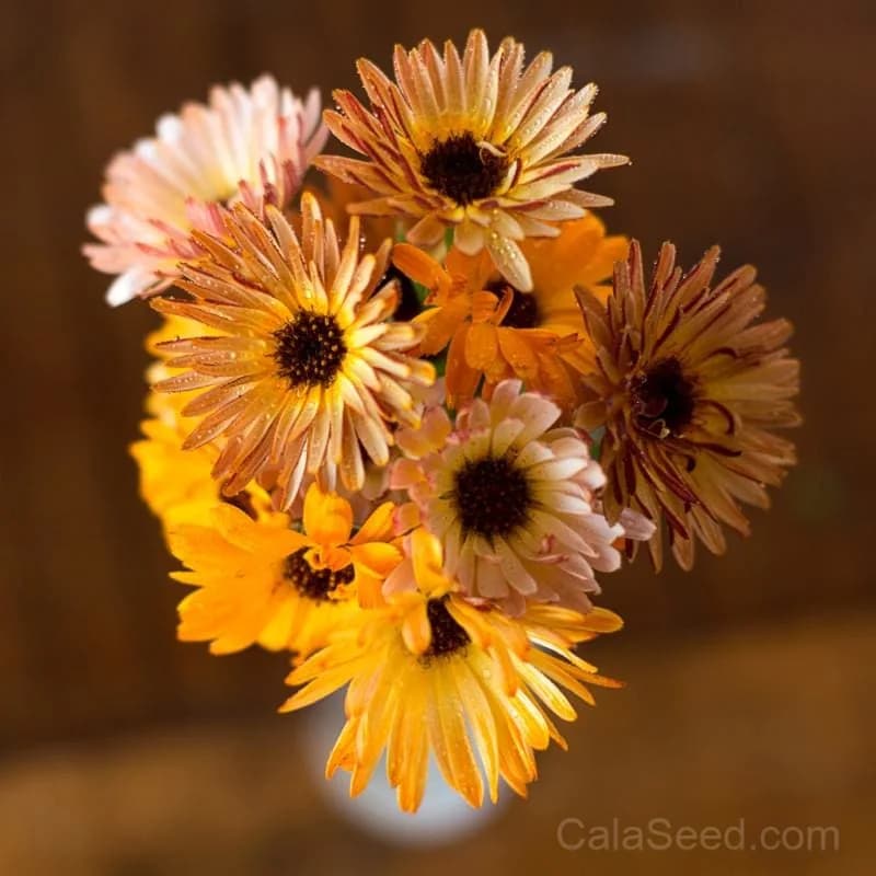 Touch of Red Mix Calendula Seeds — Vibrant Orange-Red Blooms - Main