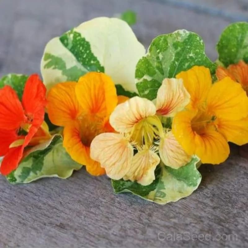 Alaska Mix Nasturtium Seeds — Cold-Hardy Edible Flowers - Main