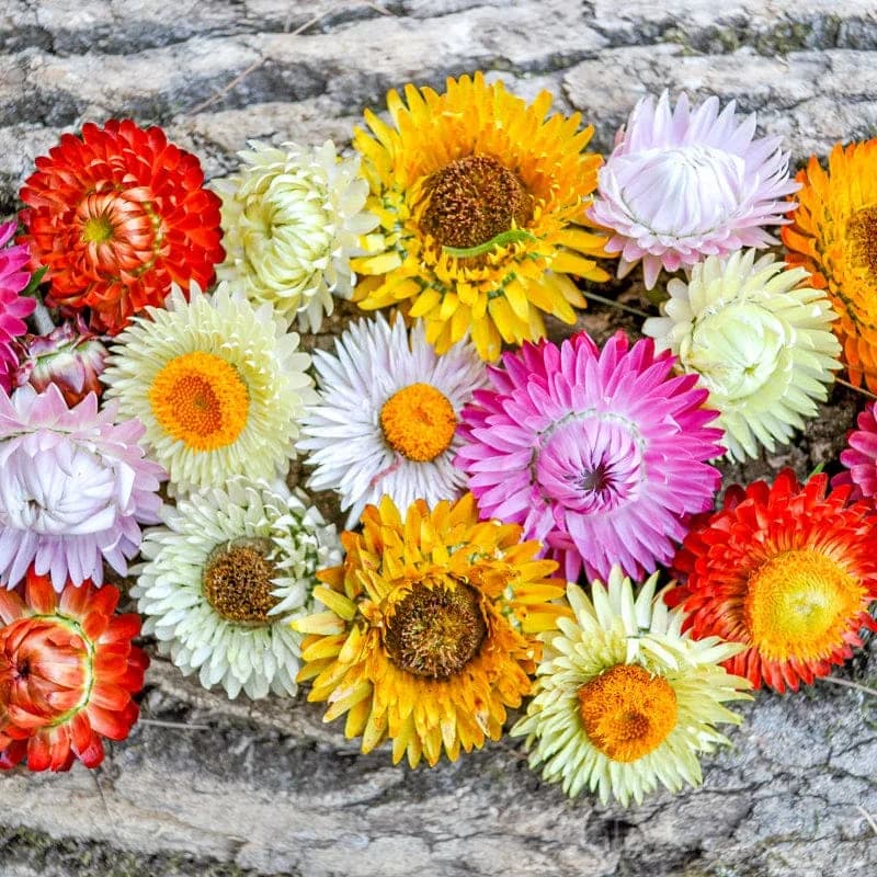 Tall Mix Strawflower Seeds — Vibrant Everlasting Blooms - Main