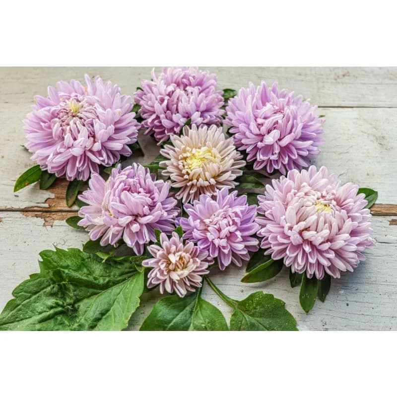 Lady Coral Lavender Aster Seeds — Compact Perennial Bloom - View 5