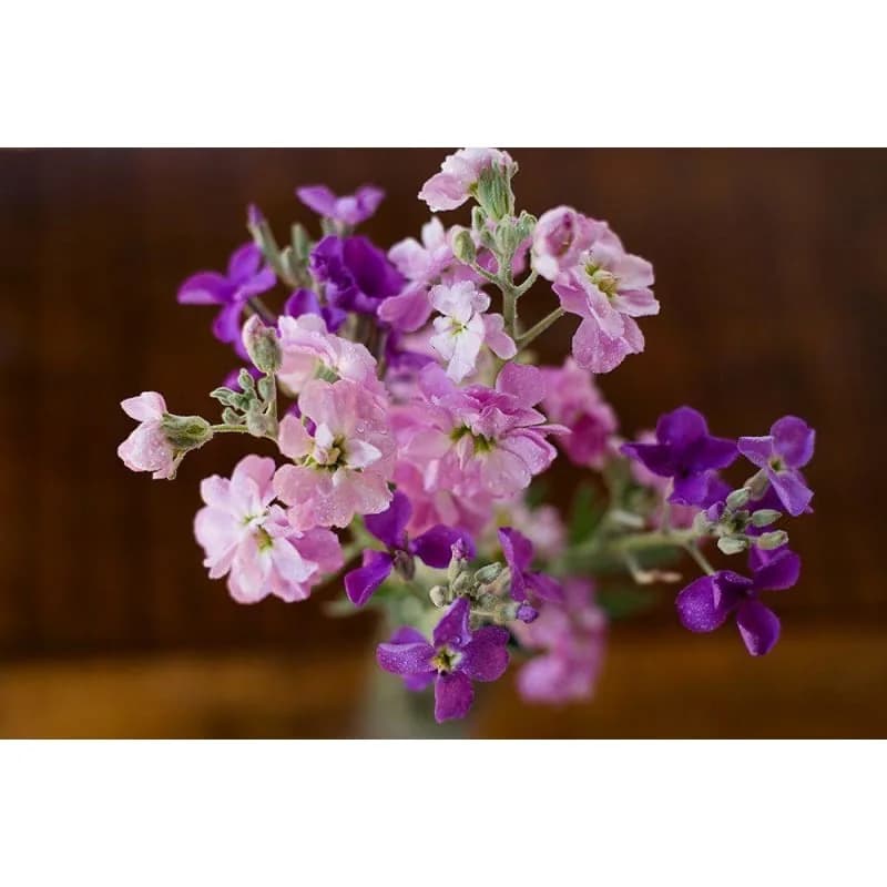 Stock 'Mammoth Excelsior' Seeds — Fragrant Mixed Bloom - View 2