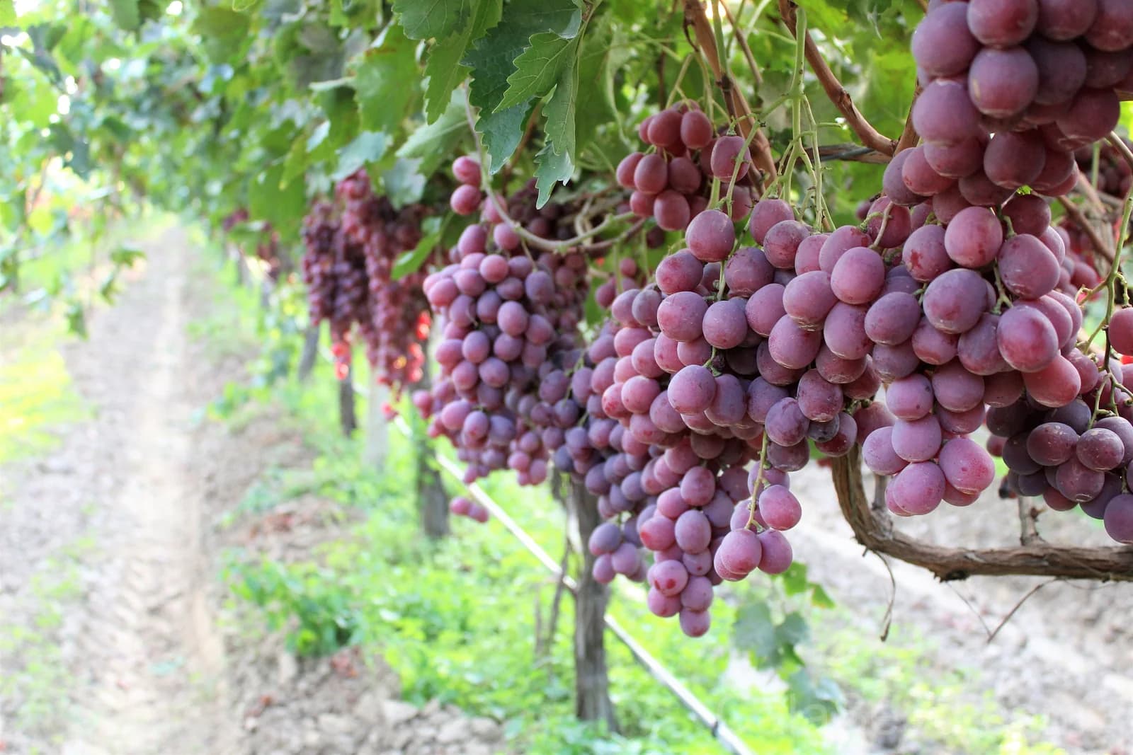 Giant Red Globe Grape 'Vitis Vinifera' Seeds — Large Sweet Fruit Vine - Alt