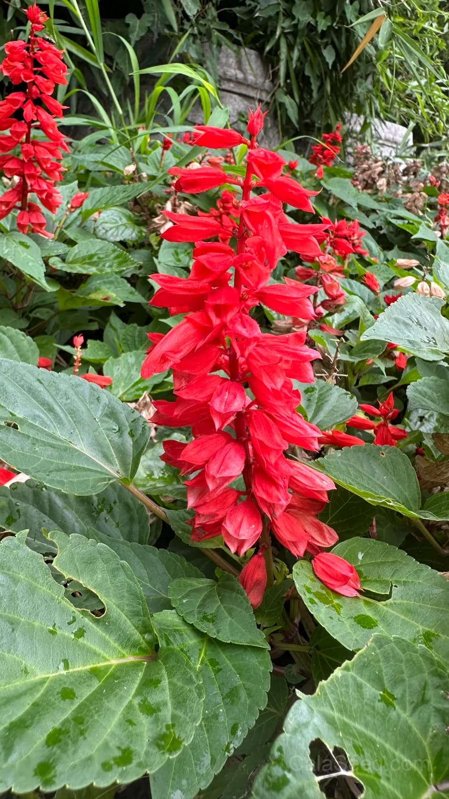 Bonfire Salvia Seeds — Vibrant Red Summer Blooms - View 3