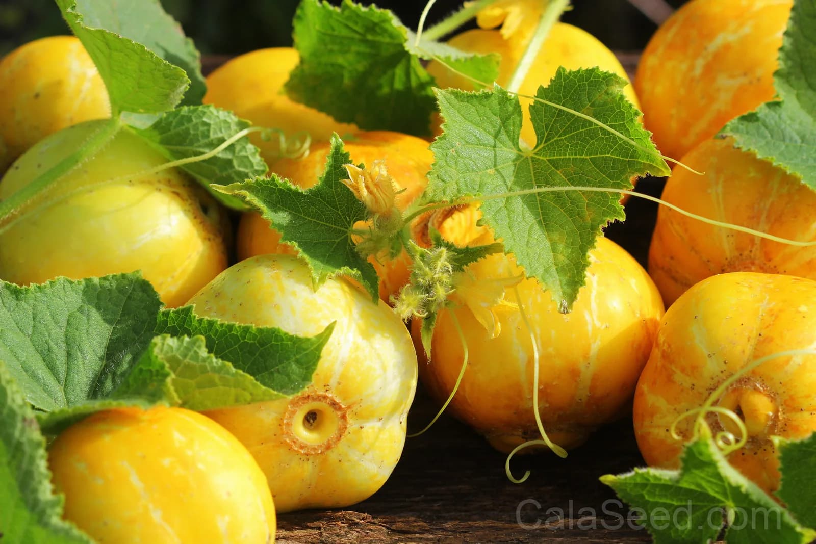 Lemon Cucumber Seeds — Yellow Heirloom Fruit Vegetable - View 2
