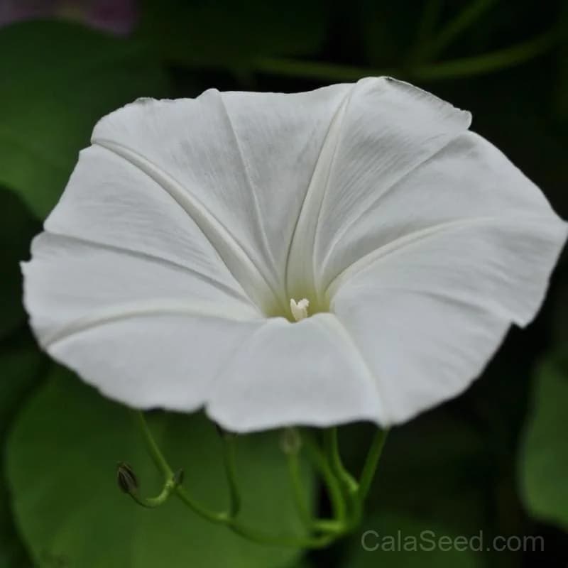 White Moonflower Morning Glory Seeds — Night-Blooming Fragrant Vine - Main