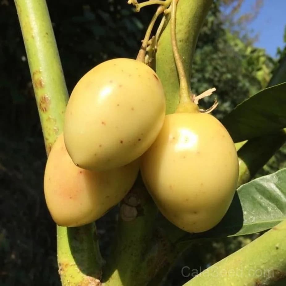 Tamarillo 'White Egg' Seeds — Sweet Tropical Fruit - Main