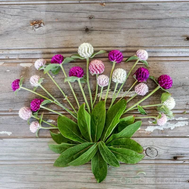 Globe Amaranth Seeds — Long-Lasting Dried Flowers - Main