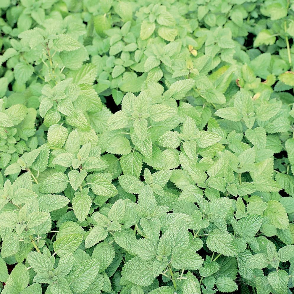 Lemon Balm Seeds — Fragrant Medicinal Herb - Main