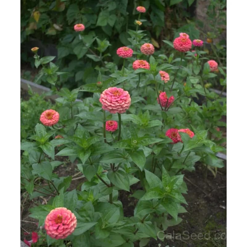 Oklahoma Salmon Zinnia Seeds — Heat-Tolerant Cut Flower - View 4