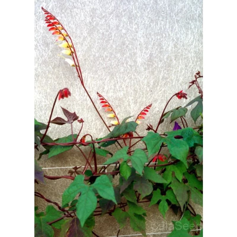 Mina Lobata Seeds — Firecracker Vine Blooms - View 3