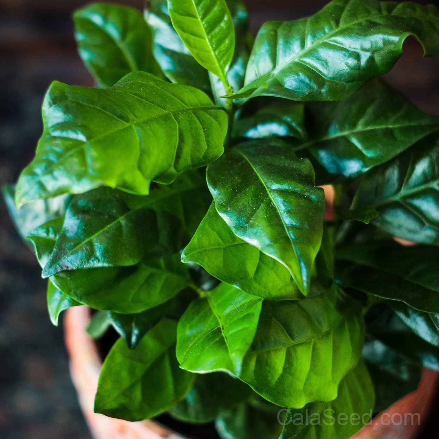 Coffee 'Arabica' Seeds — Rich Aroma Home Brew - Main