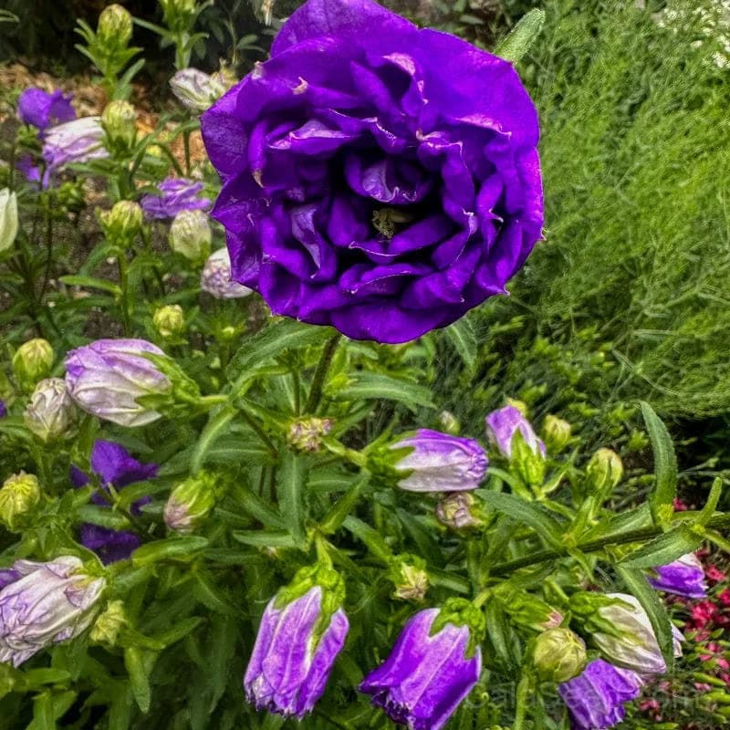 Canterbury Bells Seeds — Classic Cottage Garden Bloom - View 5
