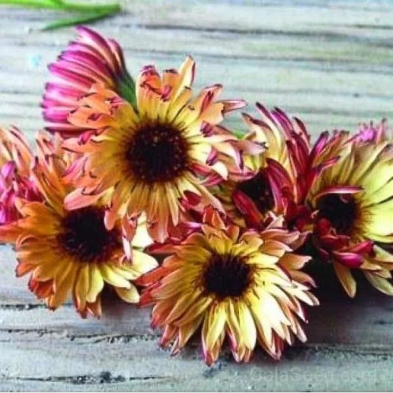 Bronzed Beauty Calendula Seeds — Copper-Toned Edible Flowers - Main