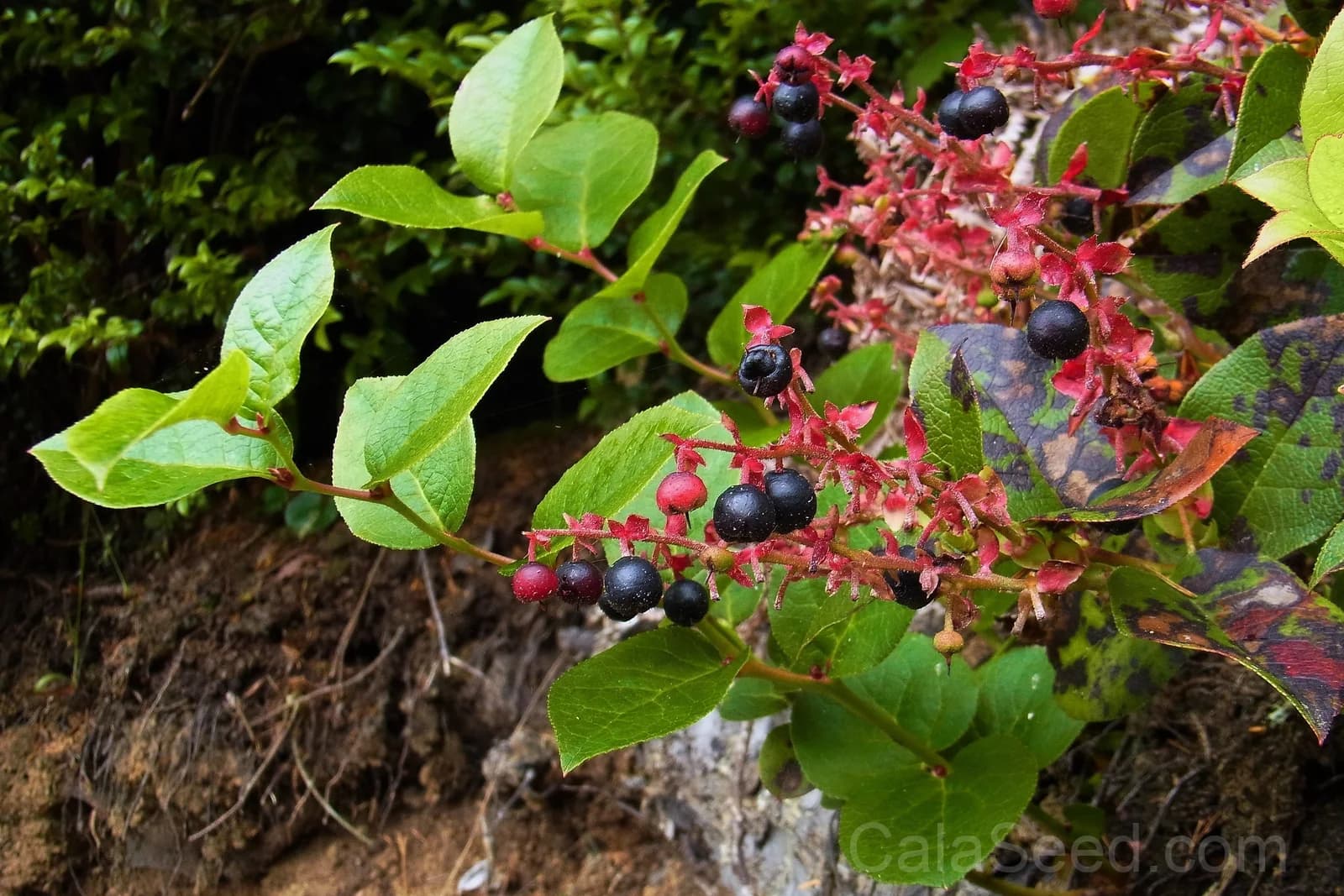 Salal Berry 'Gaultheria Shallon' Seeds — Pink White Flowers Blue Fruit - View 5
