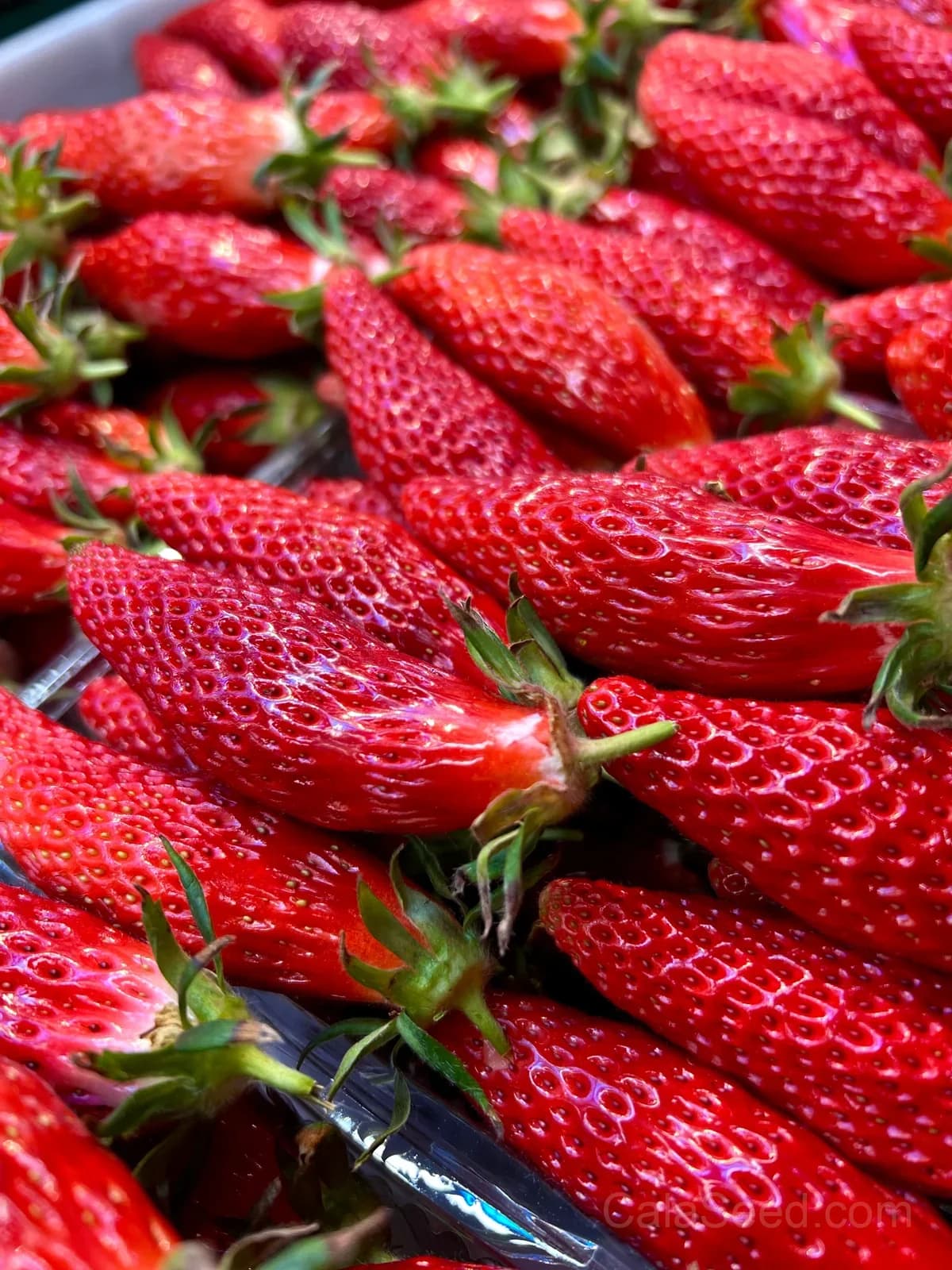 Banana Strawberry Seeds – Sweet, Fragrant, High Germination & Easy to Grow - View 3