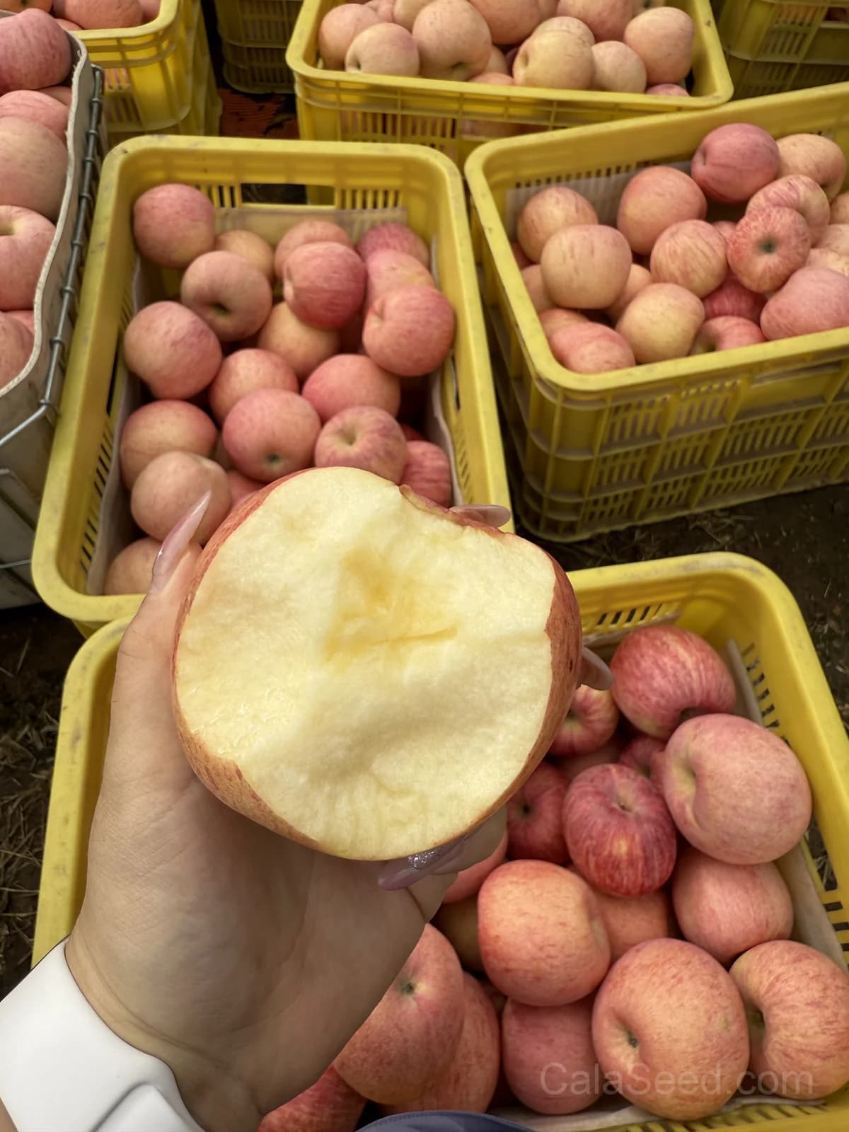 Gala Apple Seeds — Sweet Crisp Home Orchard - Alt