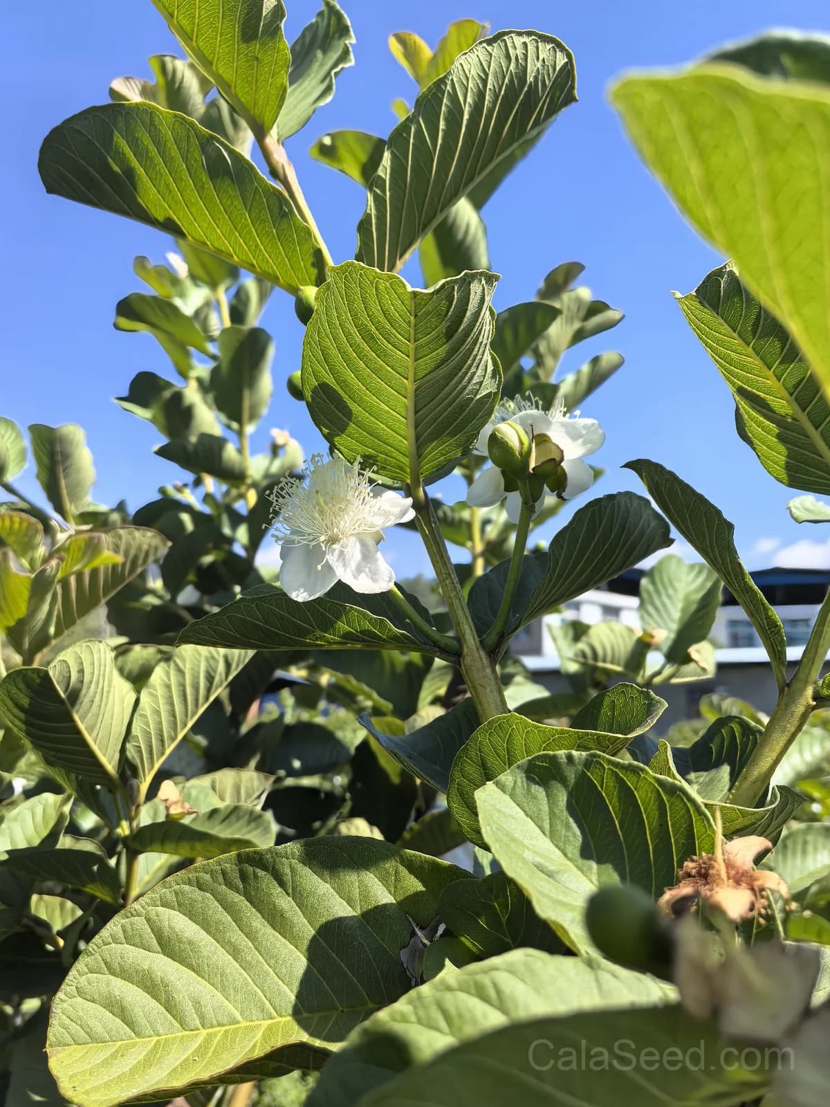 Guava Pink Seeds — Sweet Tropical Fruit - View 4
