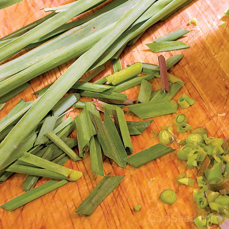 Lemongrass Seeds — Culinary Herb for Teas & Cooking - Main
