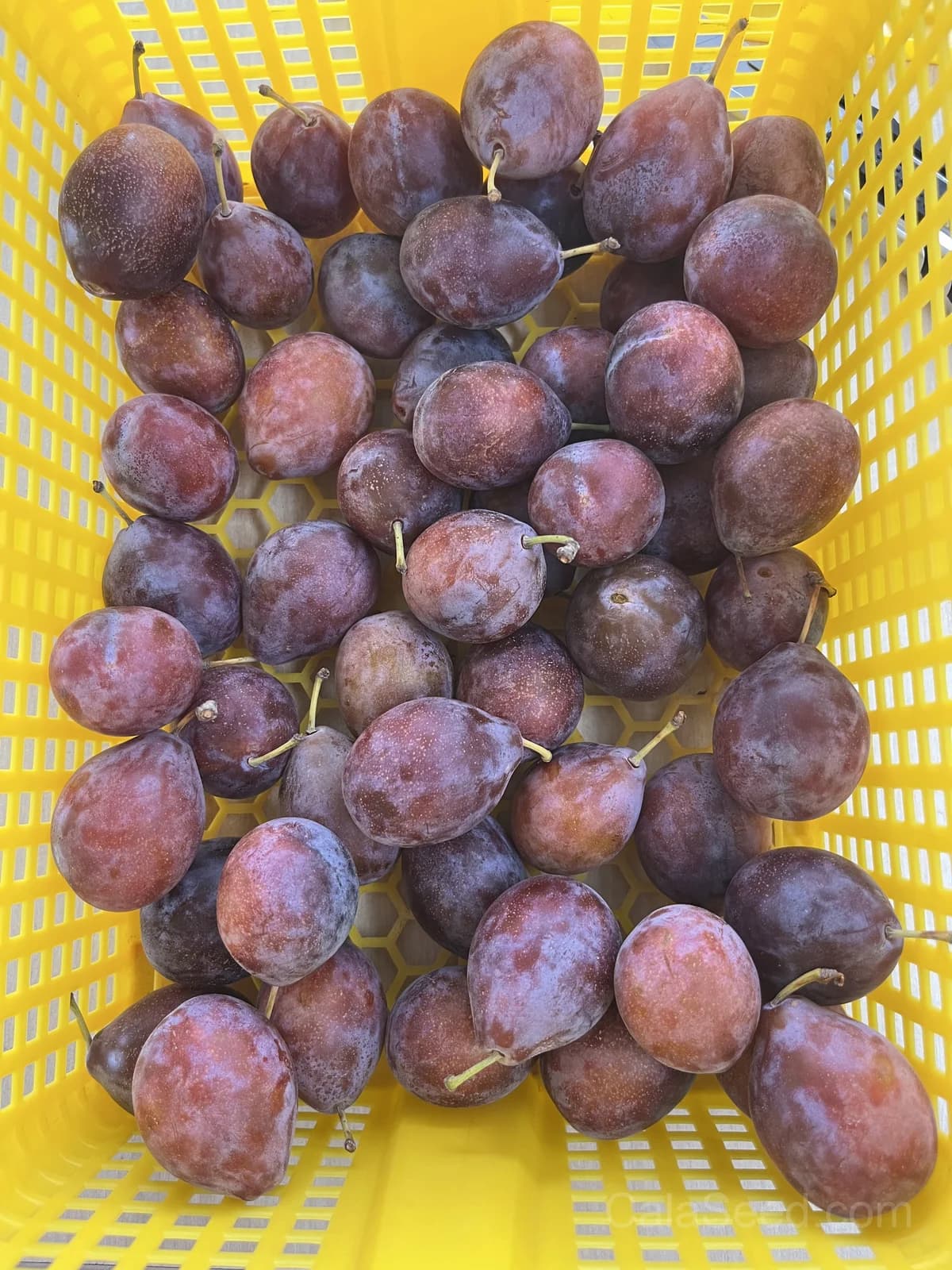 Damson Seeds — Classic Tart Plum for Preserves - View 3