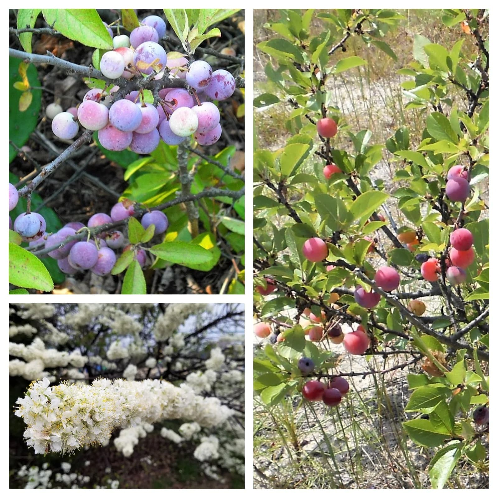 Beach Plum 'Prunus Maritima' Seeds — Native Edible Fruit Shrub - View 2