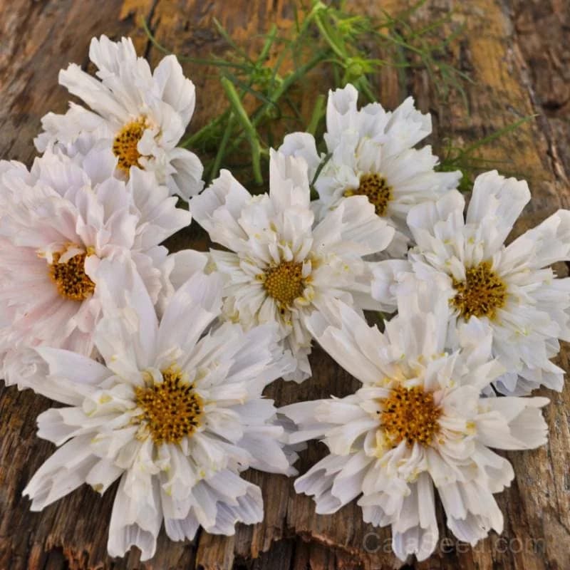 Double Click 'Snow Puff' Cosmos Seeds — Fully Double White Blooms - View 2