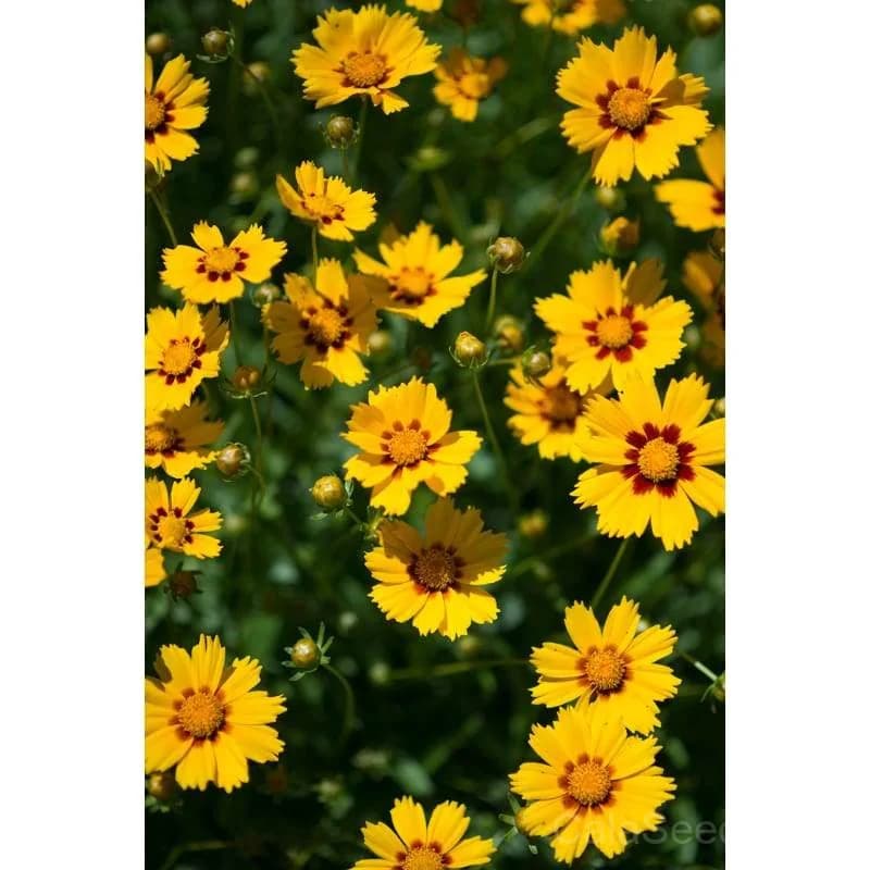 Baby Sun Coreopsis Seeds — Compact Dwarf Perennial Bloom - Alt