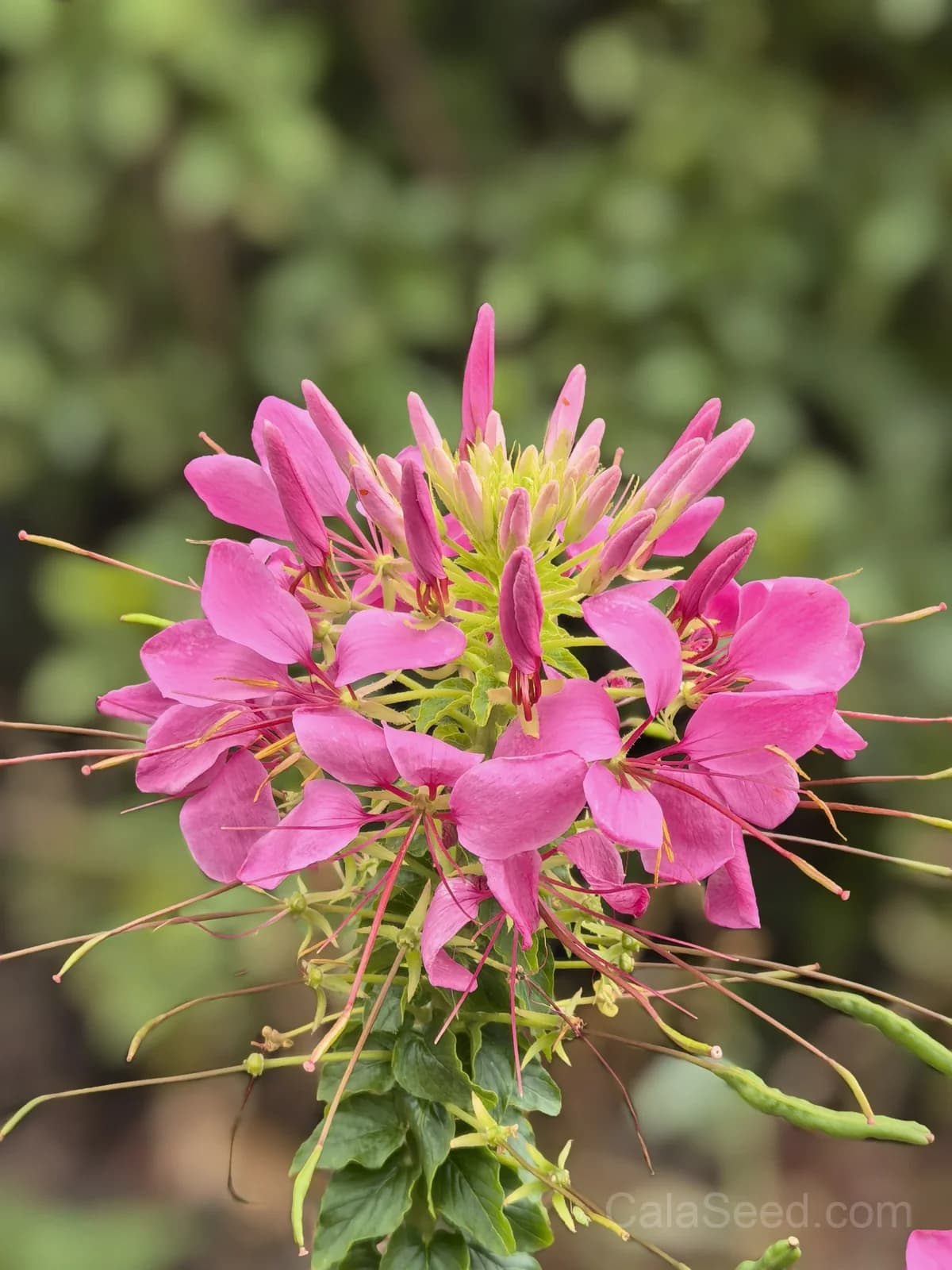 Cleome 'Cherry Queen' Seeds — Vibrant Spider Flower Blooms - View 6