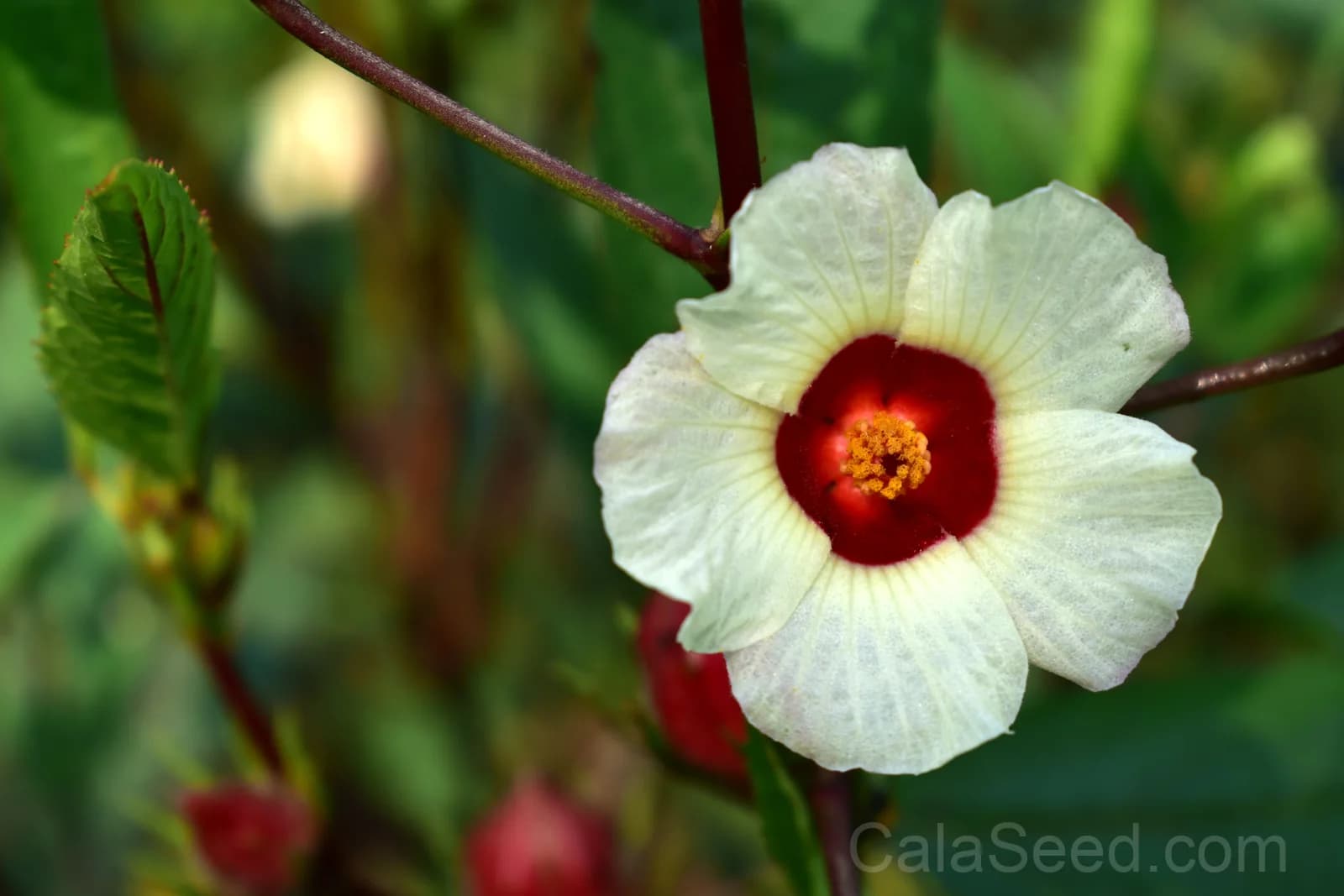 Roselle Hibiscus 'Sabdariffa' Seeds — Edible Red Calyces - View 3