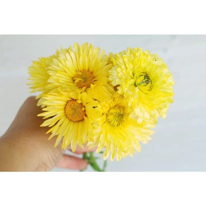 Lemon Cream Calendula Seeds — Creamy Yellow Edible Blooms - View 3