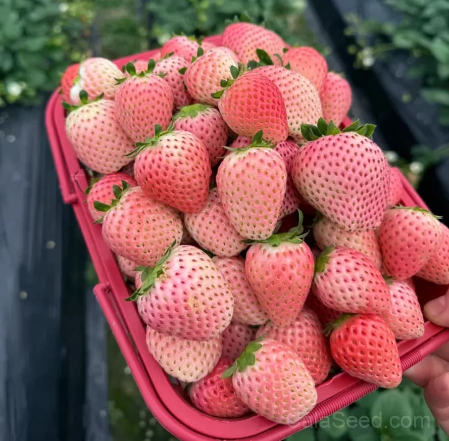 Pink Strawberry Seeds – Sweet, Juicy, High Germination & Easy to Grow - View 3