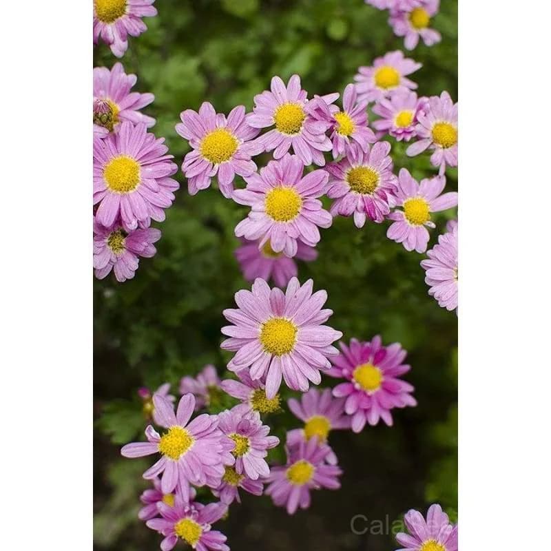 Fall Mum Chrysanthemum Seeds — Autumn Garden Favorite - Alt