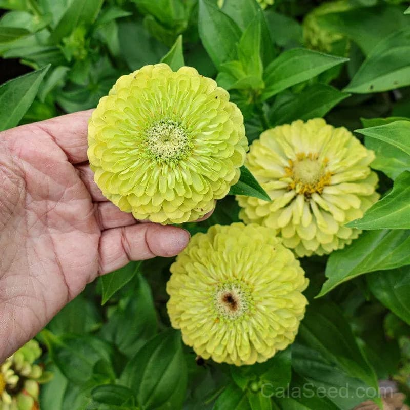 Giant Lime Zinnia Seeds — Vibrant Chartreuse Blooms - Alt