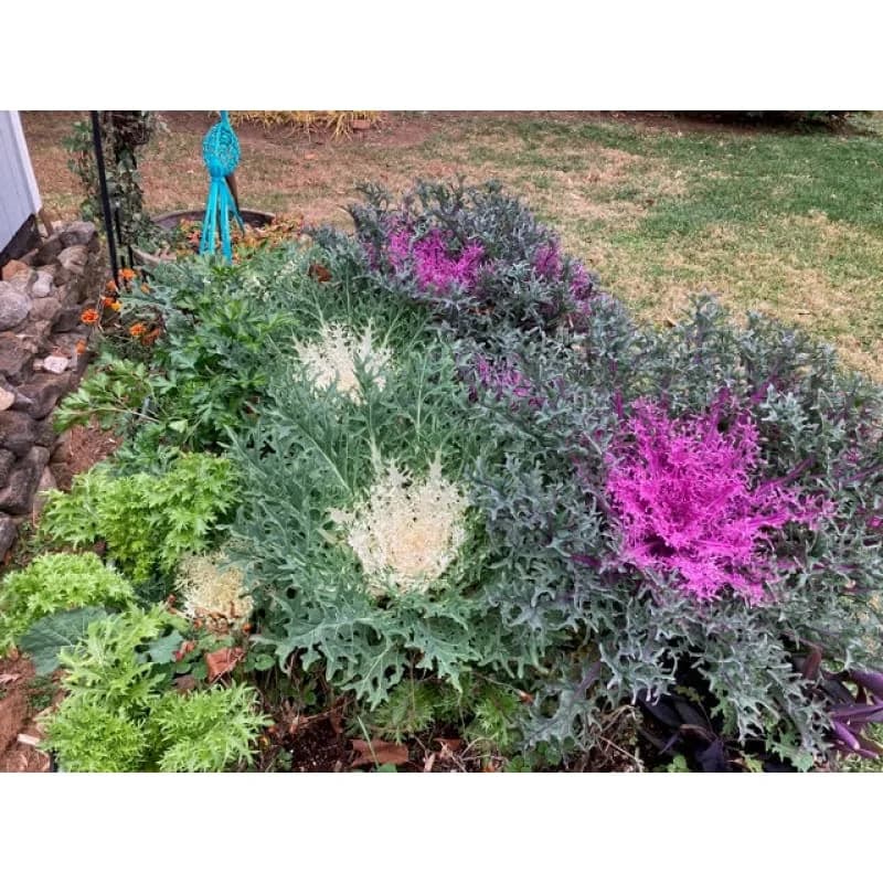 Peacock Red Flowering Kale Seeds — Ornamental Edible Foliage - Alt
