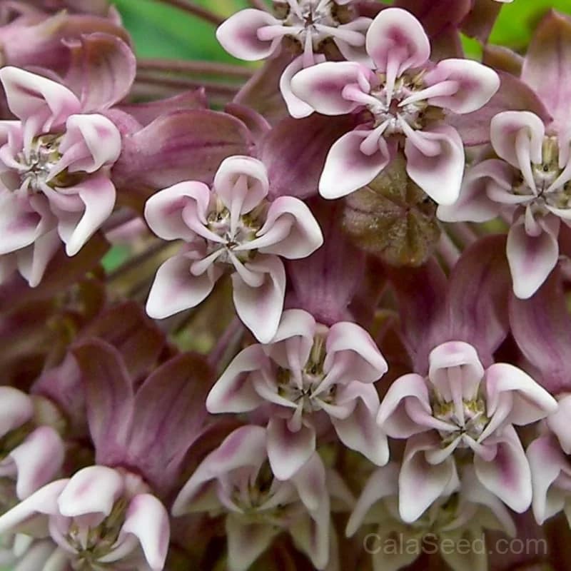 Common Milkweed Seeds — Monarch Butterfly Host Plant - View 4