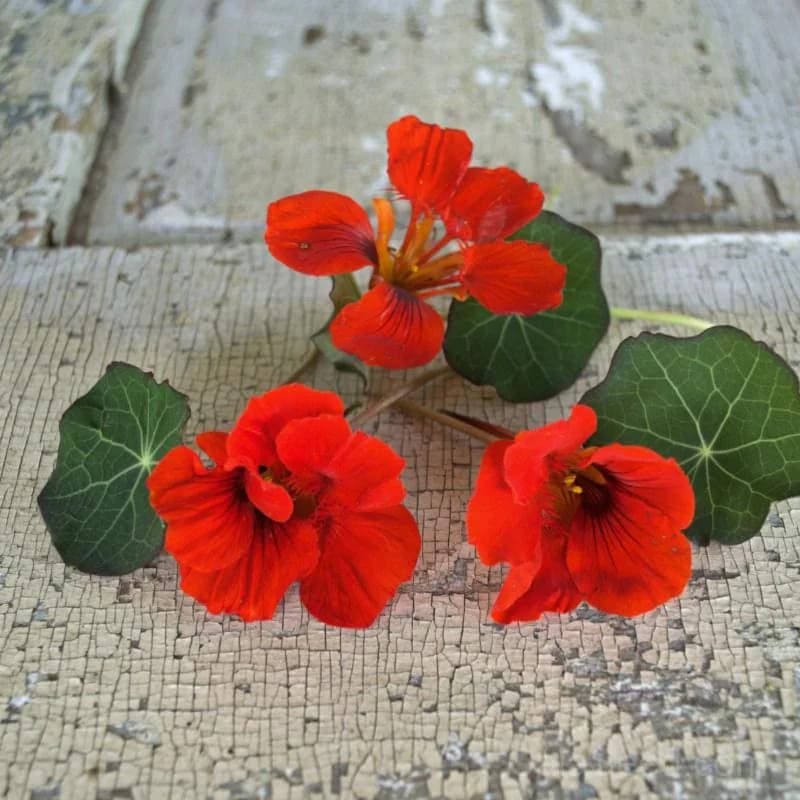 Empress of India Nasturtium Seeds — Heirloom Crimson Blooms - Alt