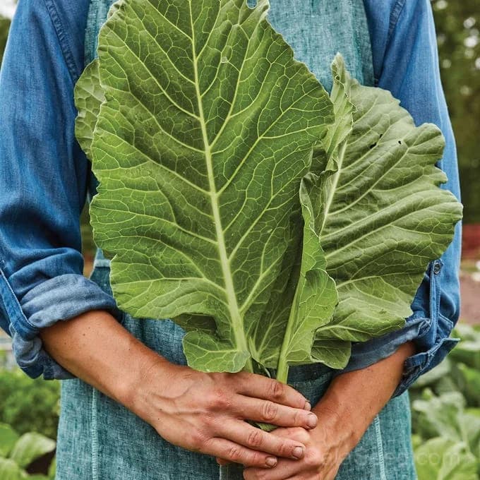 Top Chop Collard Greens Seeds — Heat-Tolerant Southern Staple - Main