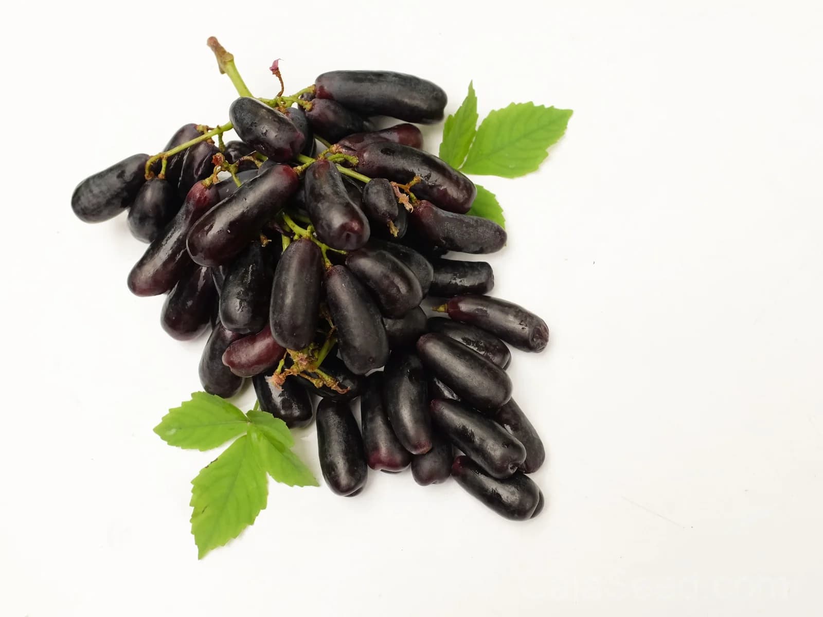 Black Finger Grape 'Vitis Vinifera' Seeds — Rare Fruit Vine - View 6