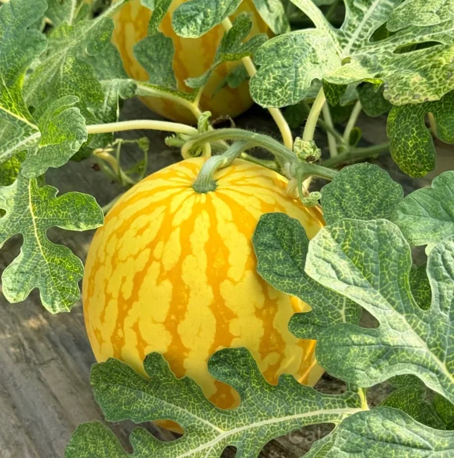 Premium Yellow Skin Seedless Watermelon Seeds | Sweet Rare Variety for Home Gardeners - View 6