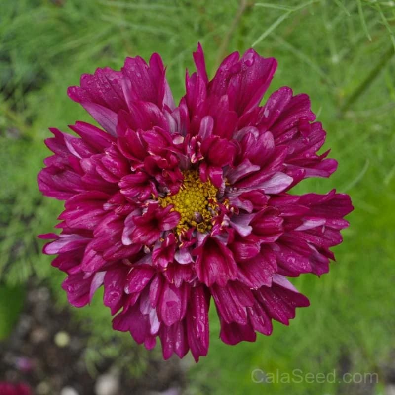 Double Click Cranberries Cosmos Seeds — Vibrant Cranberry-Red Blooms - View 3