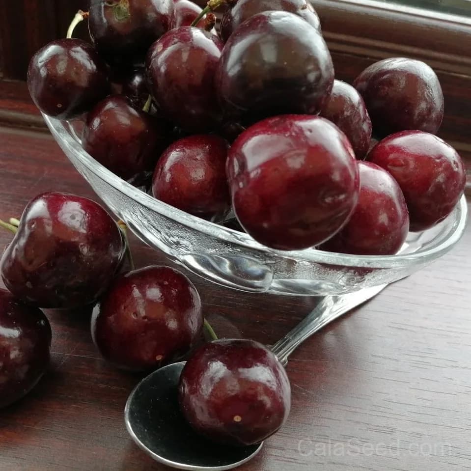 Cherry 'Sweetheart' Seeds — Sweet Dark Red Fruit - View 2