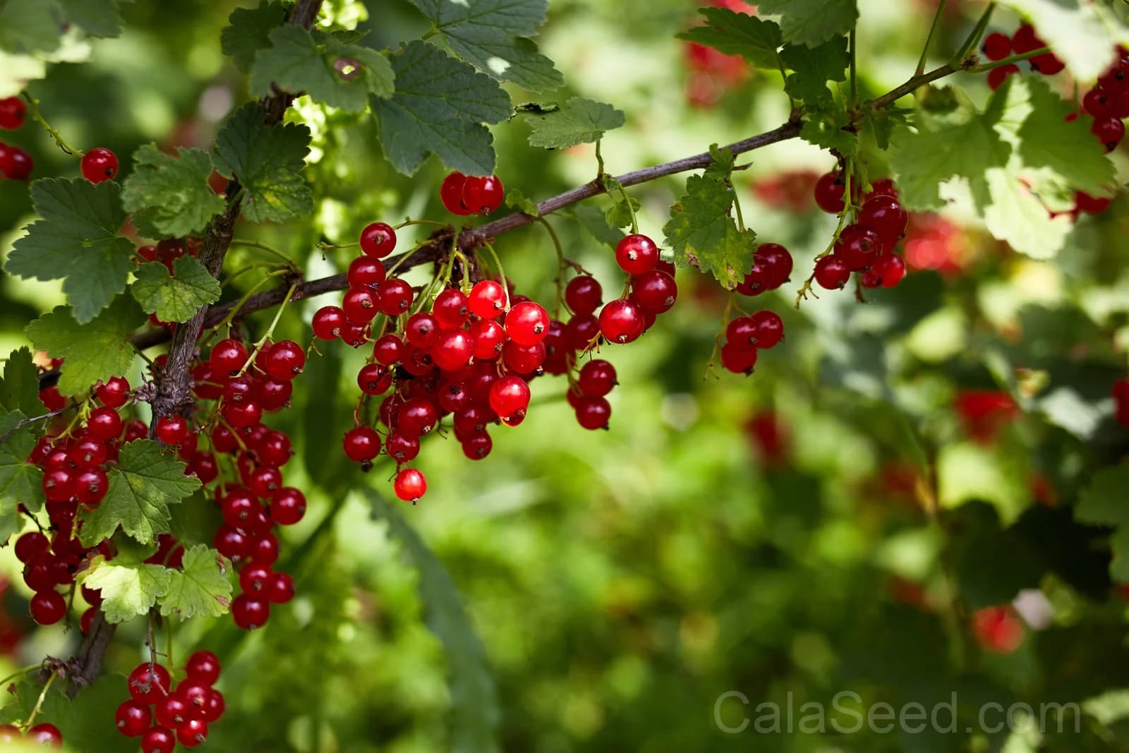 Red Wax Currant 'Ribes Cereum' Seeds — Edible Pink-Flowered Shrub - Main