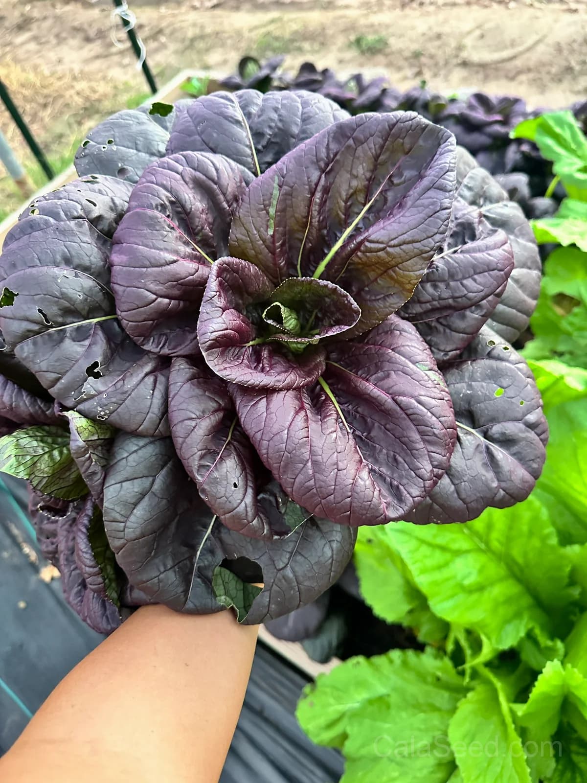 Red Dragon Napa Cabbage Seeds — Sweet Asian Heirloom - View 2
