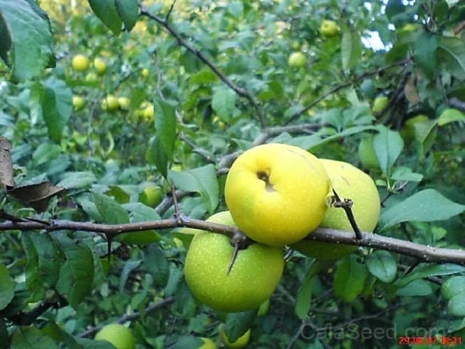 Red Flowering Dwarf Quince 'Chaenomeles Japonica' Seeds — Scarlet Ornamental Shrub - View 6