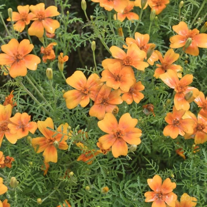 Orange Gem Marigold Seeds — Vibrant Compact Annual Blooms - View 1