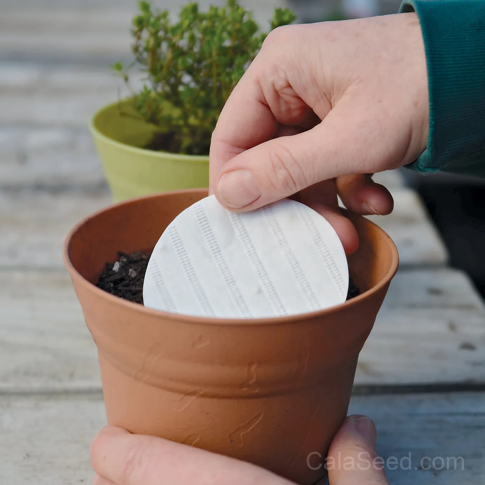 Herb Disk Collection Seeds — Ready-to-Grow Garden Kit - Main