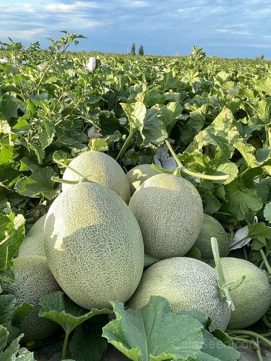 Hale's Best Jumbo Cantaloupe Seeds — Orange Muskmelon Fruit - Main