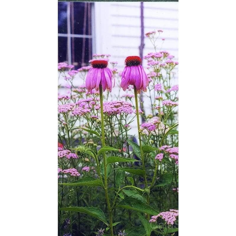 Purple Coneflower 'Echinacea' Seeds — Native Perennial Pollinator - View 2