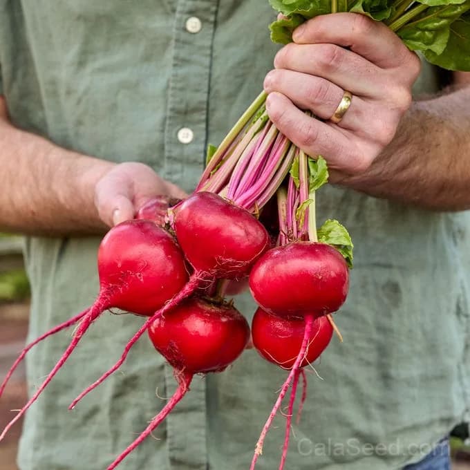 Chioggia Beet Seeds — Candy-Striped Heirloom Root - Alt
