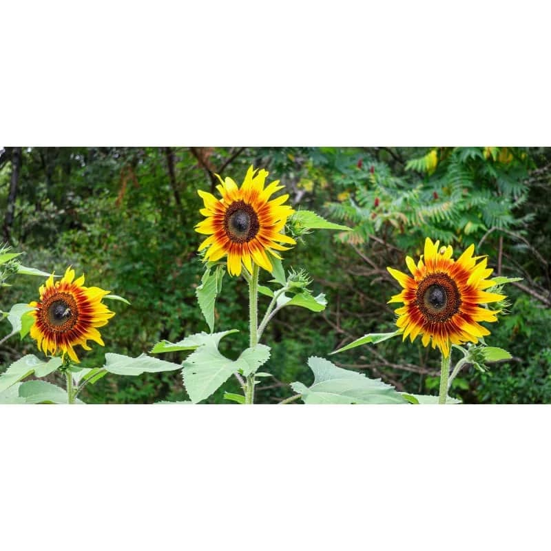 Jolly Joker Sunflower Seeds — Unique Bicolor Blooms - Alt