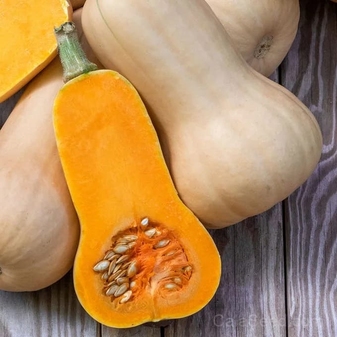 Waltham Butternut Squash Seeds — Classic Organic Winter Squash - Main